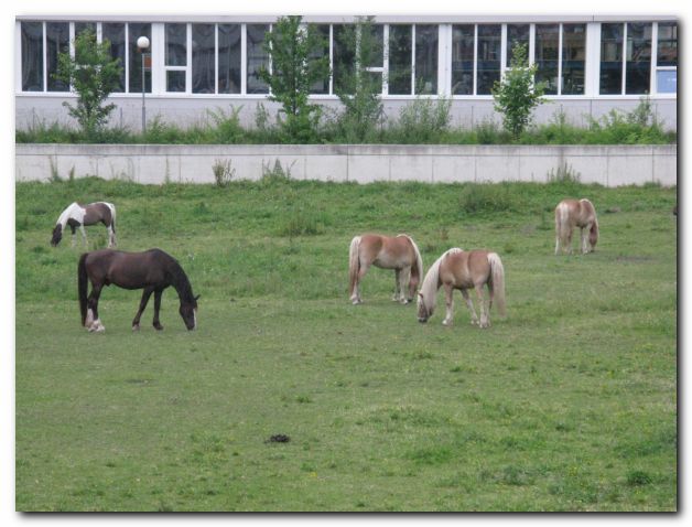 AUSFLUG NACH STERREICH (HALLWANG/SALZBURG) VOM 30.06. - 04.07.2010