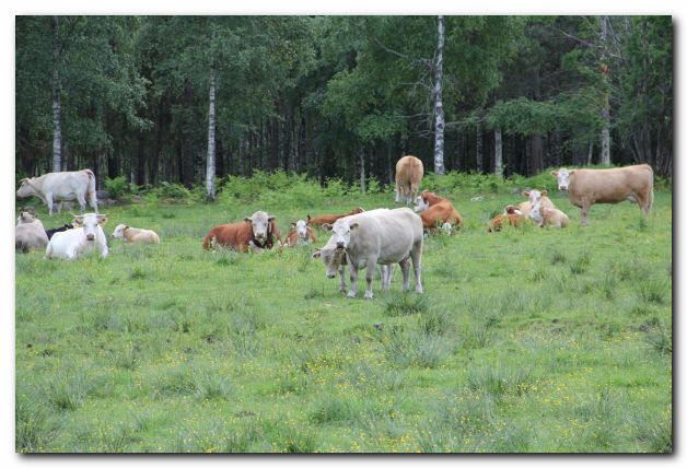 FERIEN IN SCHWEDEN VOM 11. - 25. JUNI 2011