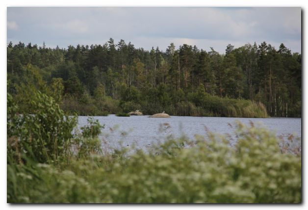 FERIEN IN SCHWEDEN VOM 11. - 25. JUNI 2011