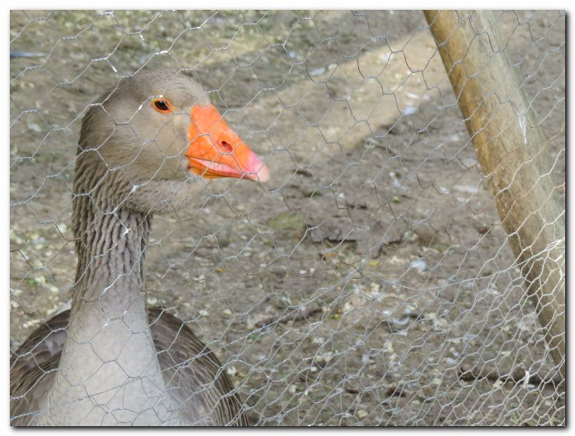 Besuch von Freunden in Ungarn 2014